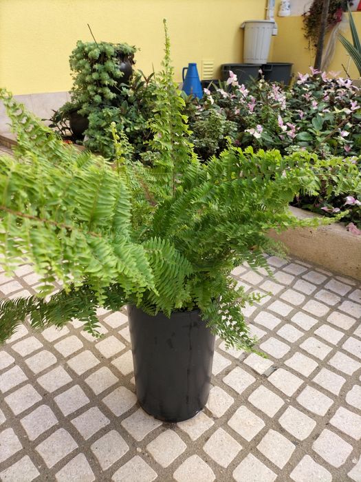 Feto natural caseiro