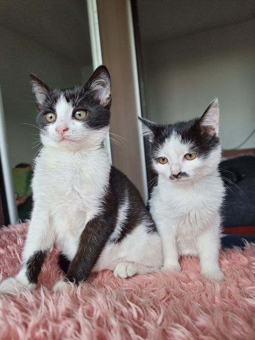 Дві кіцюні шукають дім