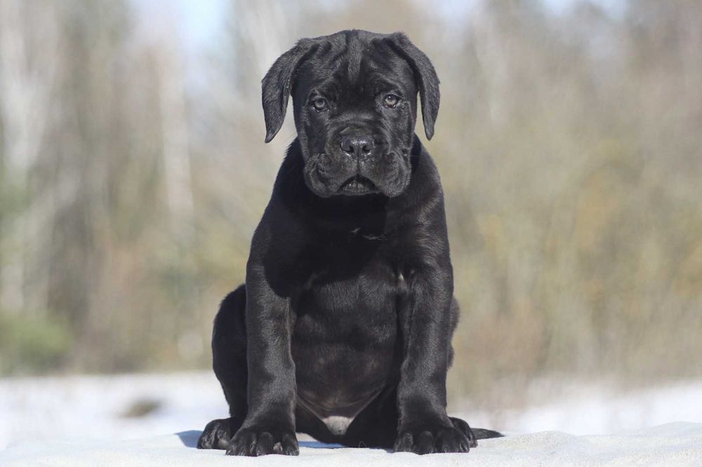 Кане корсо з документами