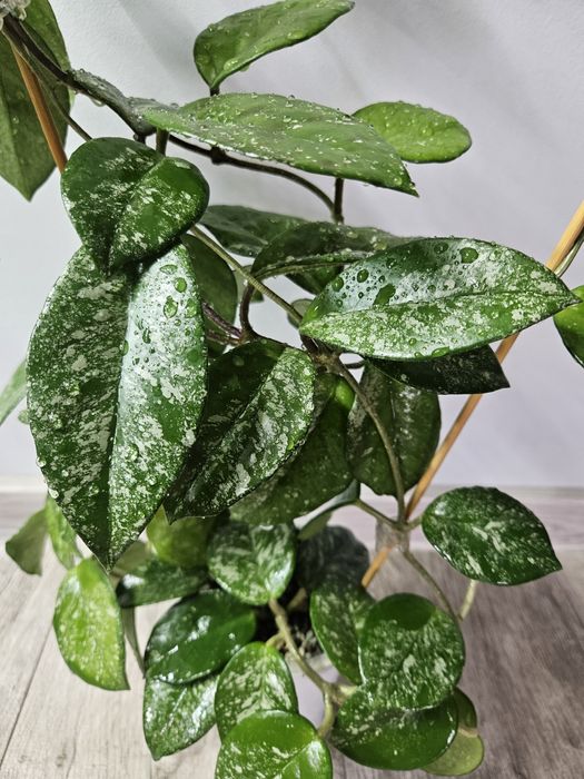 Hoya carnosa freckles