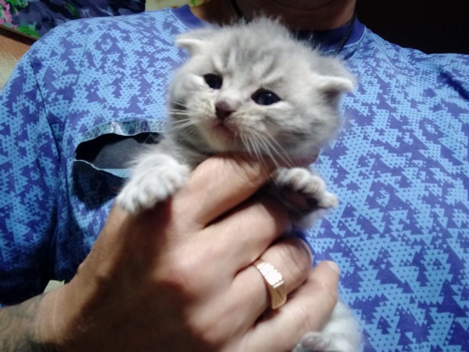 Британские котята