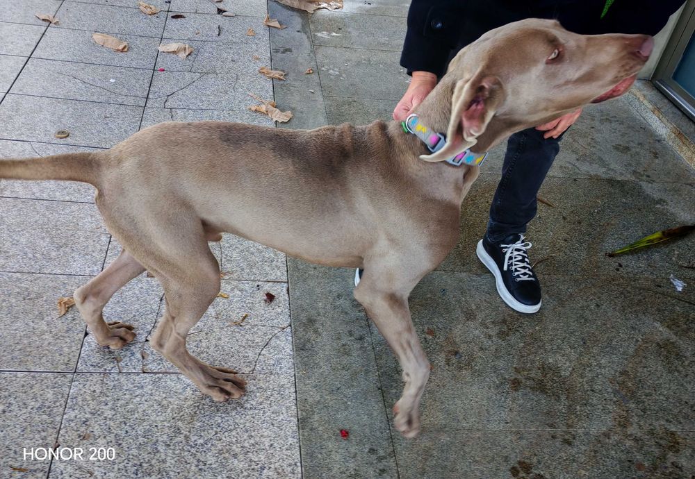 Cão  Braço de Weimar cinza