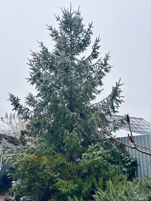 Ялинка жива дерево