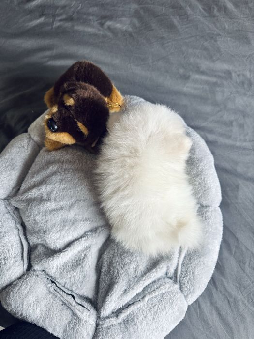 **Nero**Szpic miniaturowy, pomeranian, piesek