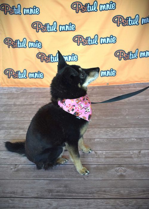 Od 2011 roku czeka na dom w schronisku