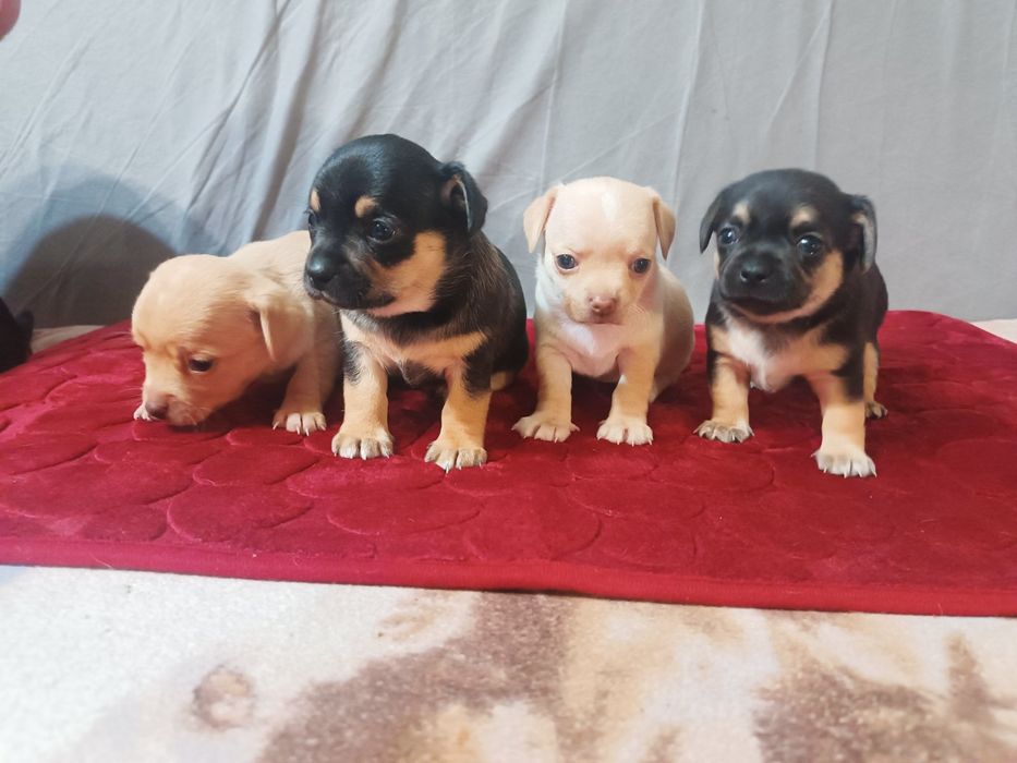 Продам щенков мелкой породы