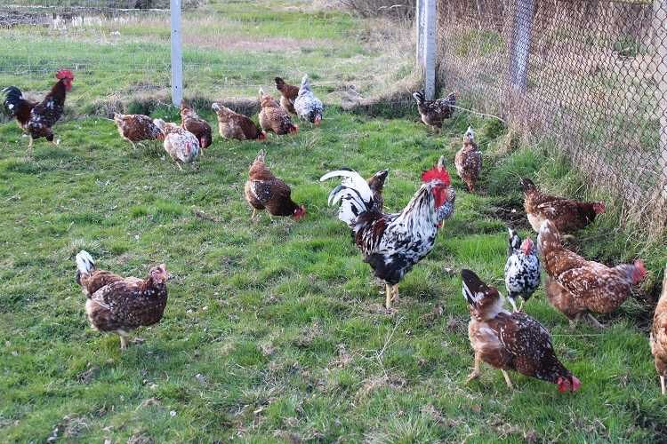 Jaja lęgowe Kury Staropolskie zagrodowe