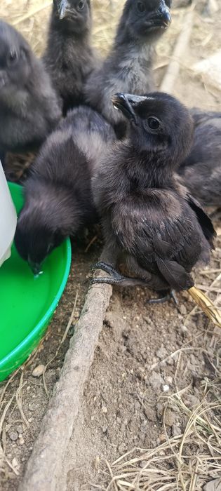 Ayam Cemani - Białe i Czarne pisklaki.