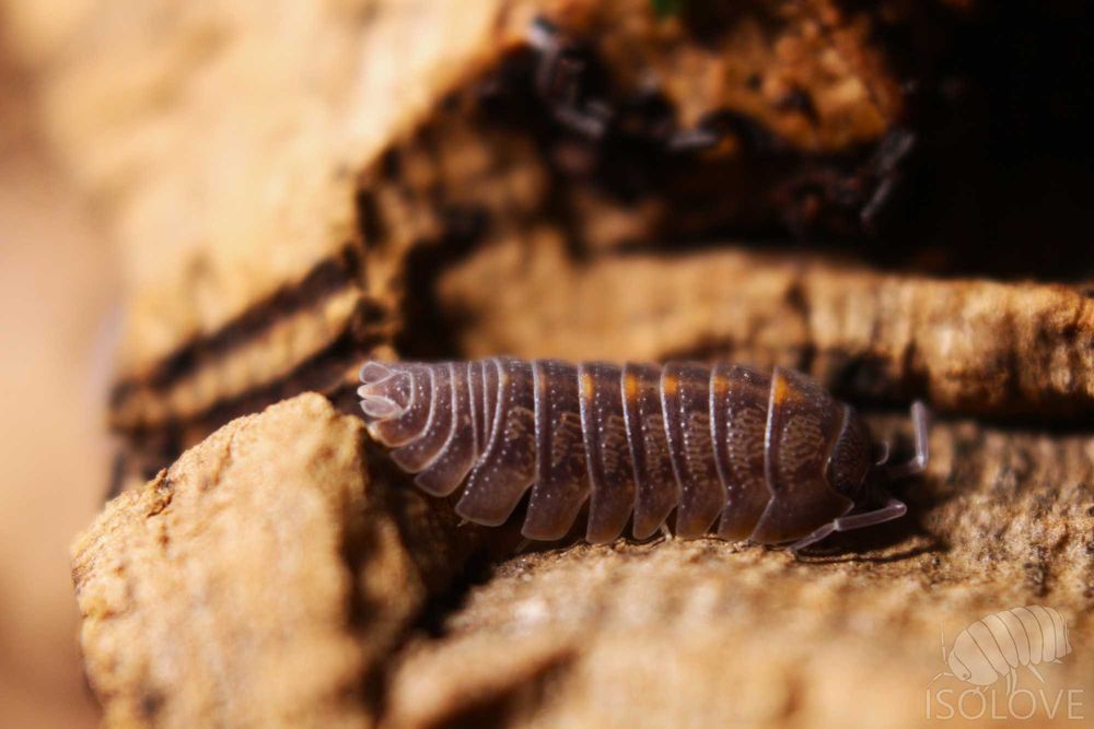 Armadillidium sp. „orange stripe”, równonogi, kulanki, isopoda
