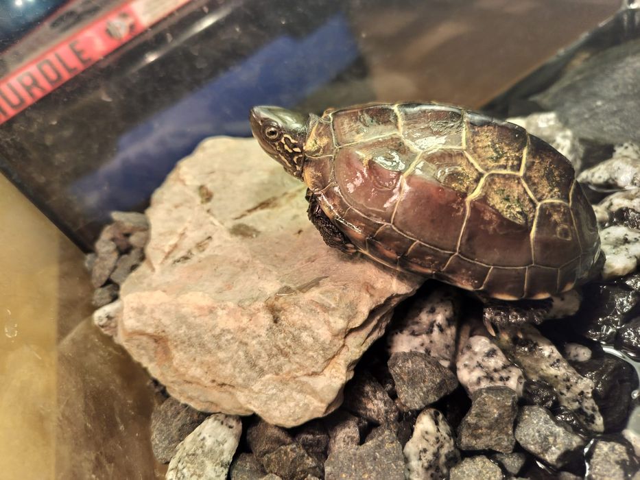 Żółw wodno - lądowy.