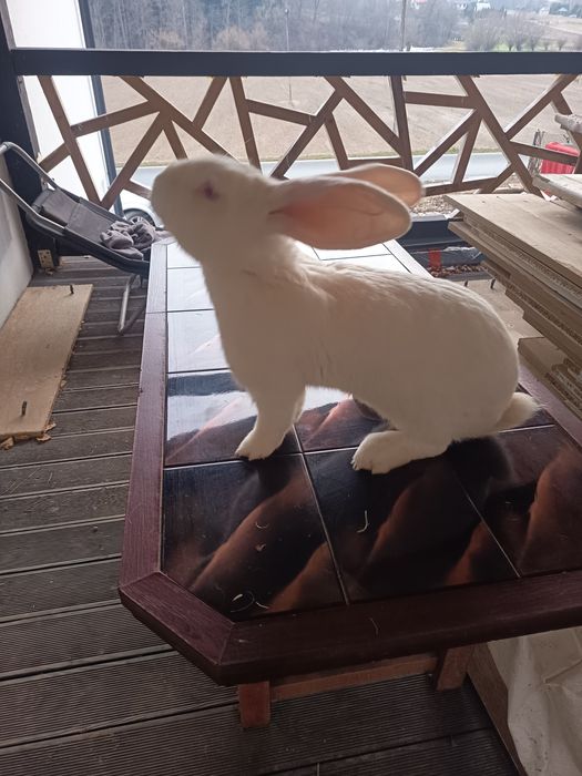 Olbrzym belgijski biały