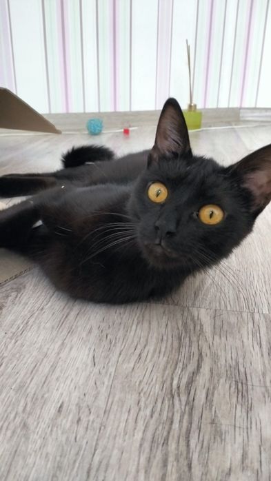 Кастрований котик в добрі руки