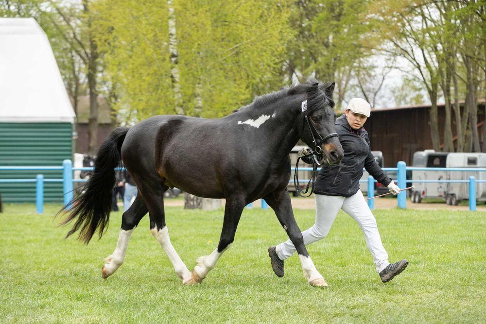 Stanówka hucuł srokaty wysoki huculski