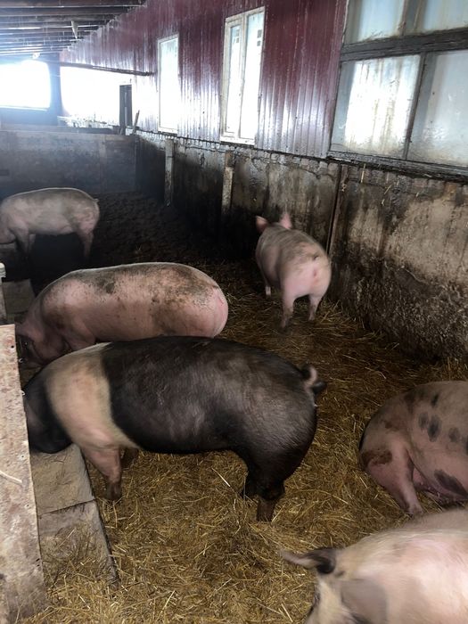 Продам свиней 80 грн/жива вага