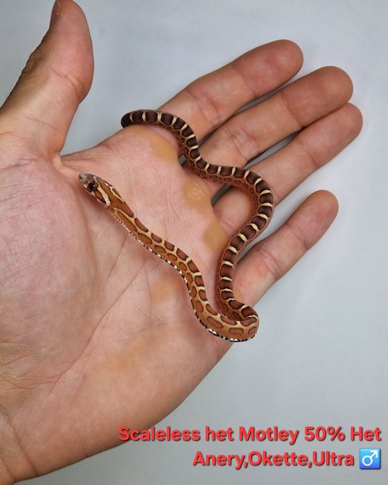 Wąż zbożowy Scaleless młode samce I samiczki