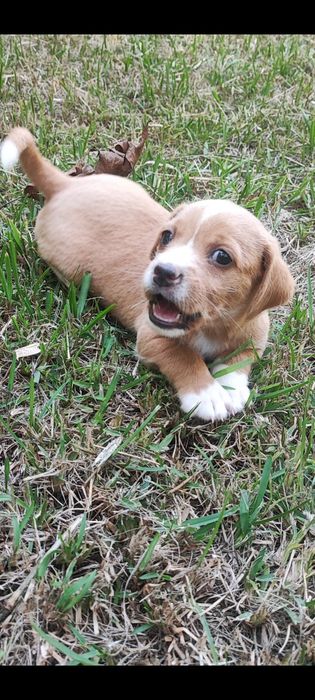 Cachorro para adoção responsável.