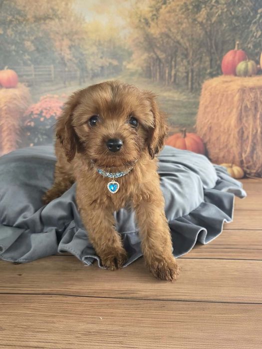 Cavapoo F1 cudowny i radosny szczeniak szuka kochajacego domu