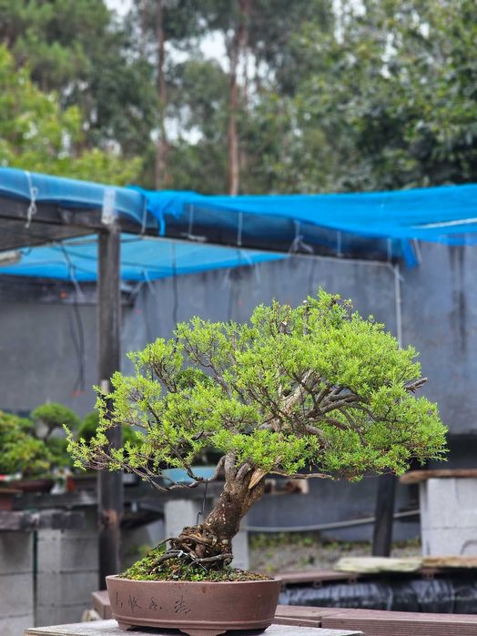 Bonsai alcrim do norte (diosma)