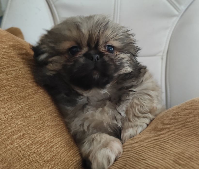 дівчатка карликового  пекінеса