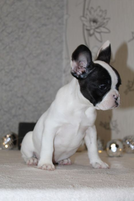 Французики генні карапузики