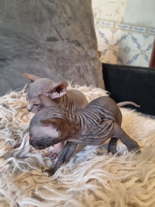 Sphynx gatinha super top