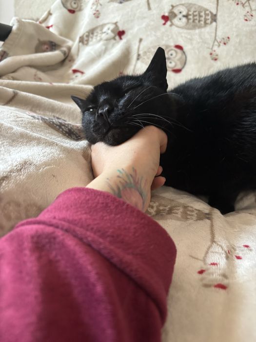 Moranguinha procura uma familia