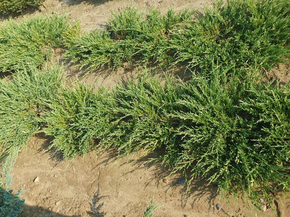 a  jałowiec płożący 'Andorra Variegata