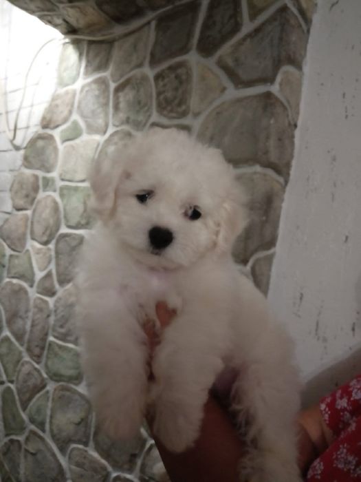 Цуценята Бішон фрізе