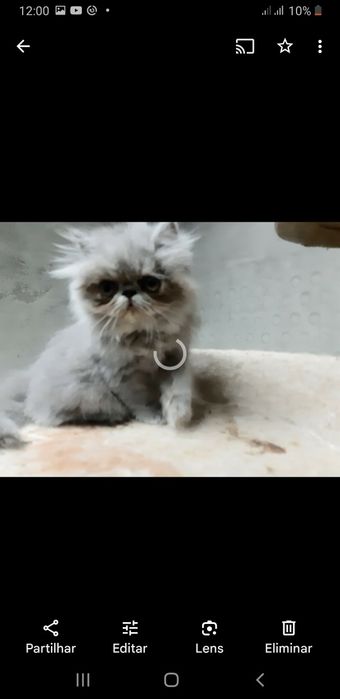 Gato persa azul(cinza)