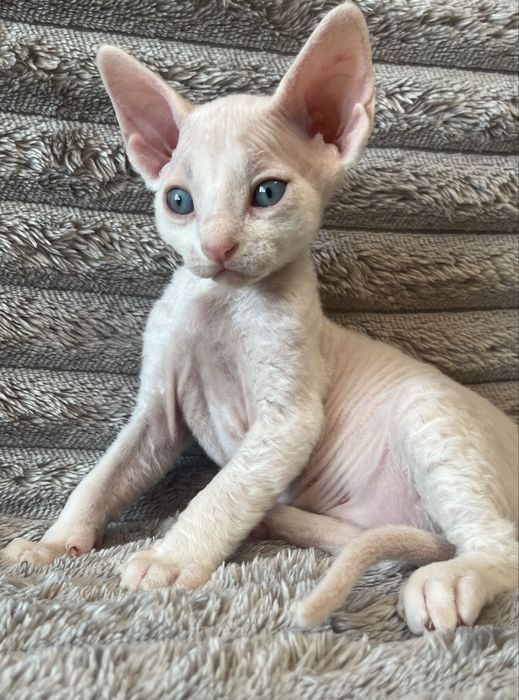 Котик Девон Рекс