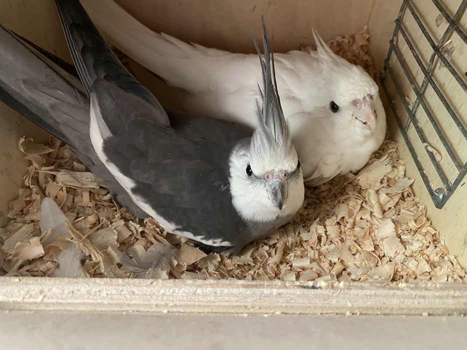 Caturras domesticadas