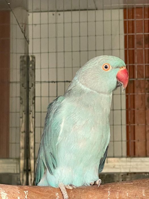 Casais  de Ring neck