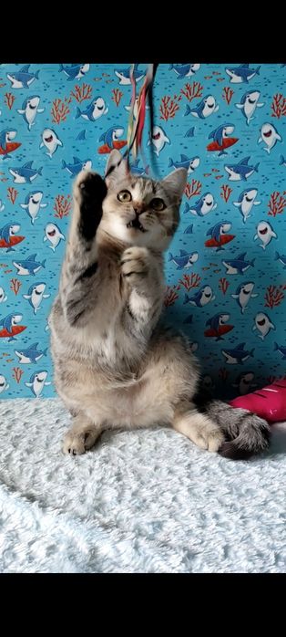 Дівчинка скотіш страйт.