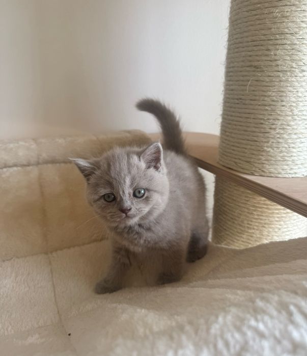 Scotish straight shorthair