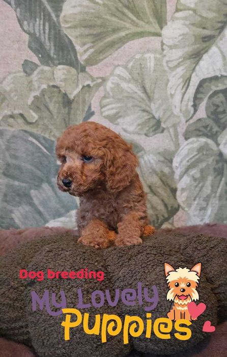 Cavapoo chłopiec F1B