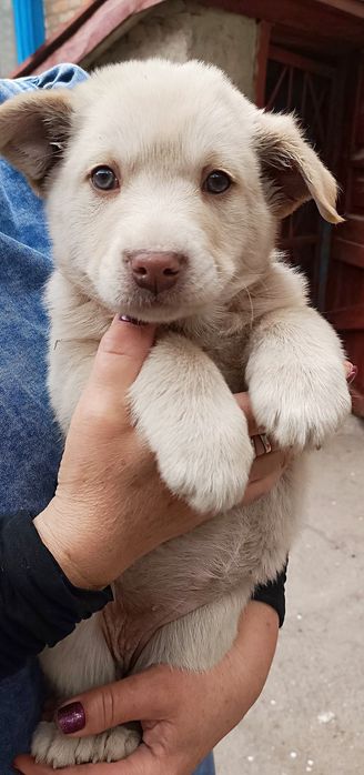 Красуні шукають родини!