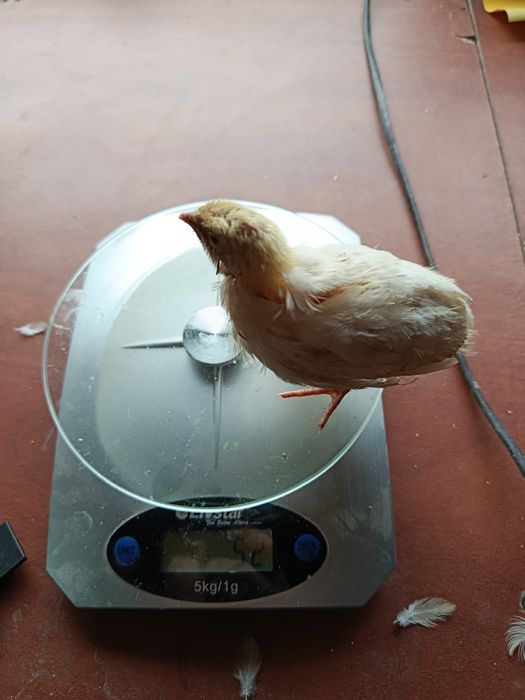 Продам перепілок різного віку