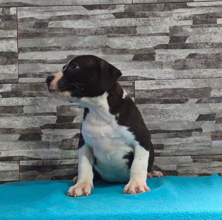 American Staffordshire Terrier Macho
