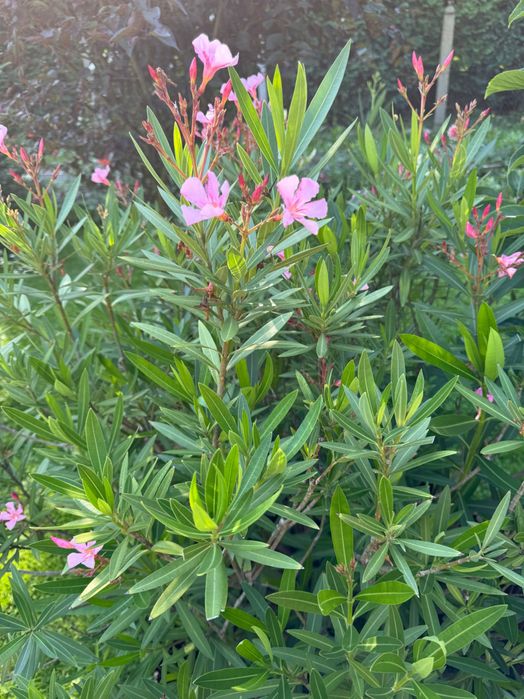 Meritum Oleander
