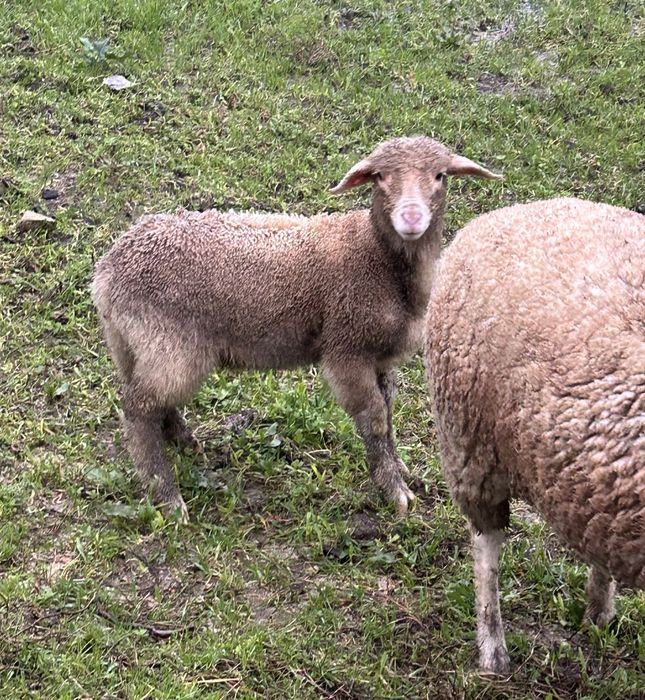 Borrego pronto para sair