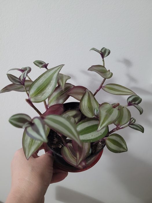 Kwiaty doniczkowe  trzykrotka żyworódka