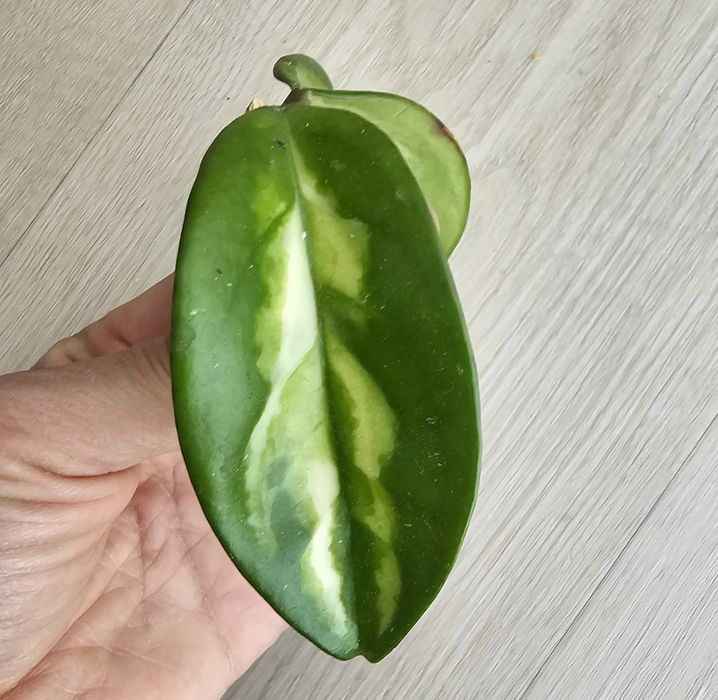 Hoja carnosa tricolor