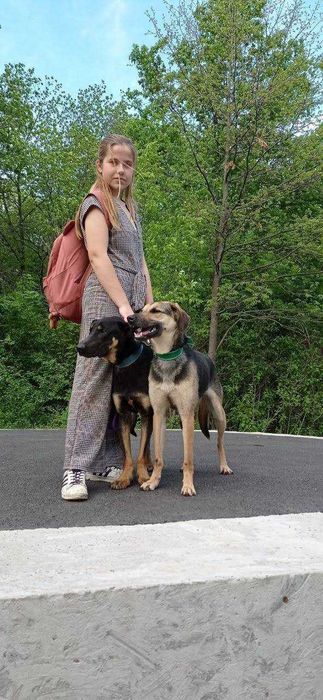 Кінолог, зоопсихолог, перетримка, дресирування собак, вигул