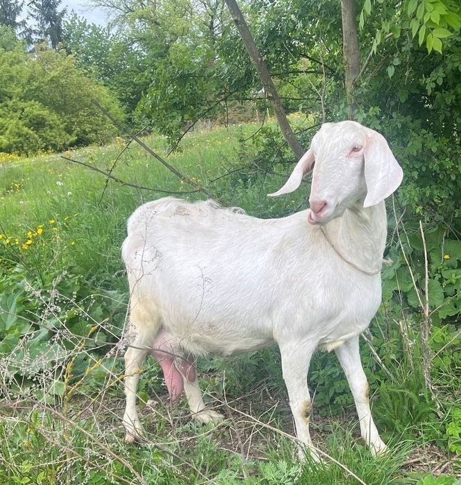 Англонубійські козенята
