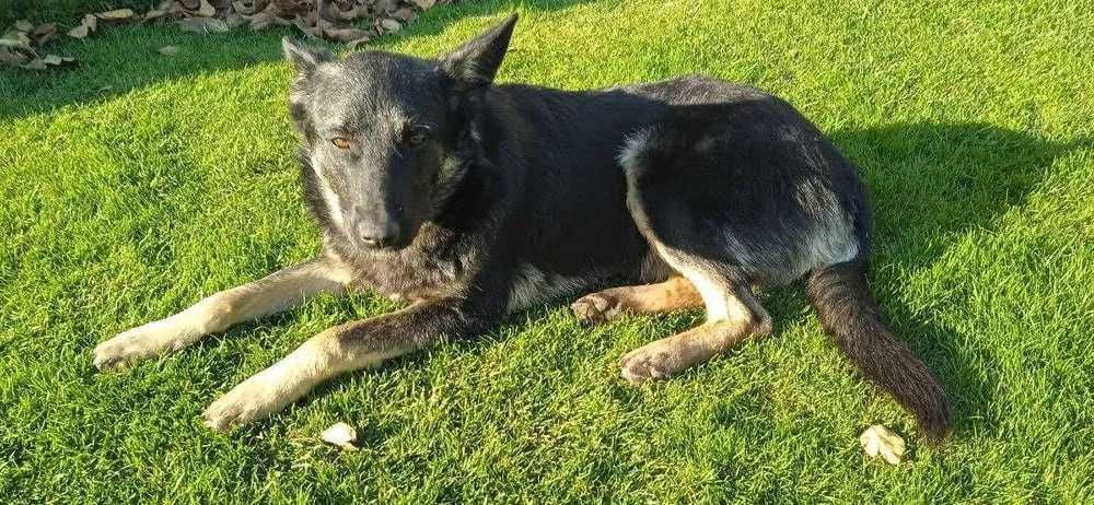 Вівчарка, віддам задарма