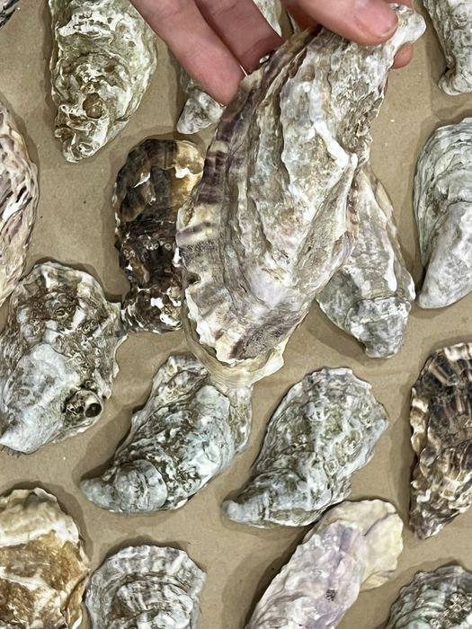 Мушлі устриць для свічок і декору