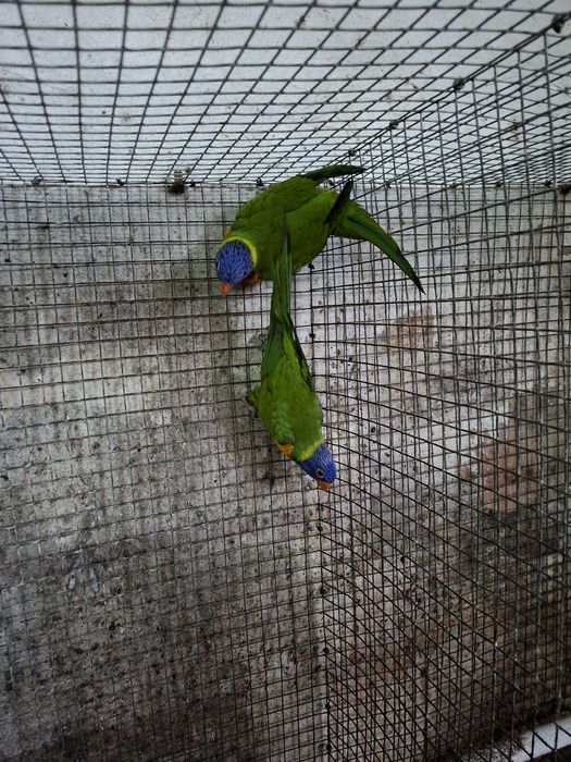 Casal de loris mulcanos para cedência