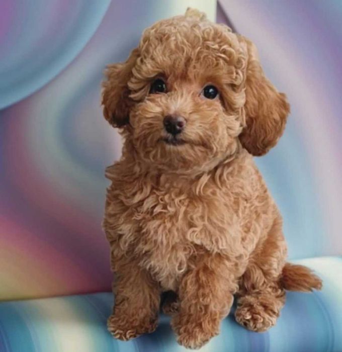 Той пудель. Чудесная девочка.