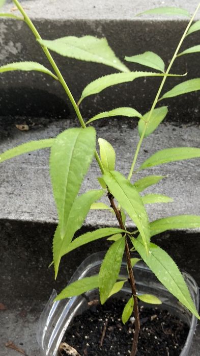 Pessegueiro platerina