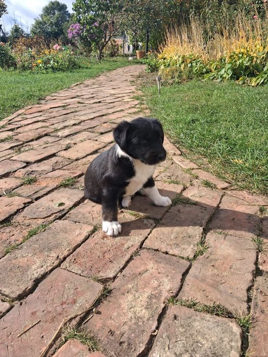 Pieski do adopcji mieszanka collie z labradorem  for free